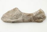 Fossil Amphibian (Eryops) Ulna Bone - Texas #197820-2